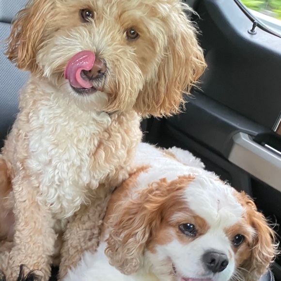 (0-24W; XS-4X) 25% Off ALL Bundles - Picture 5 of 13